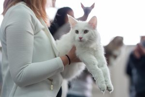 World's most beautiful cats will be in Karlovac